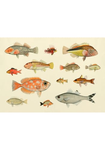 The Dybdahl Co - Juliste - Fishes #3904H - Fishes
