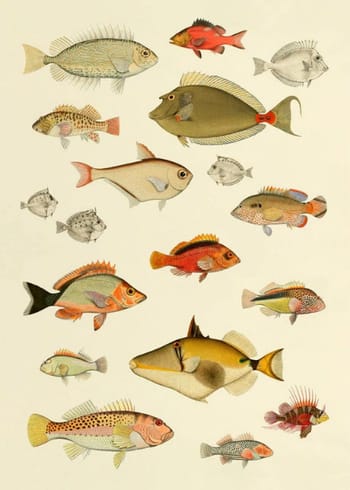 The Dybdahl Co - Juliste - Fishes #3905P - Fishes