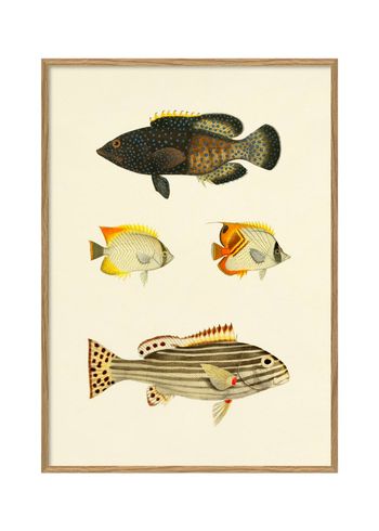 The Dybdahl Co - Póster - Fishes #3914P - Fishes #3914P