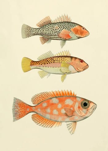 The Dybdahl Co - Poster - Fishes #3901P - Fishes #3901P