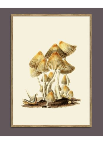 The Dybdahl Co - Poster - Fungi #2101 - Fungi