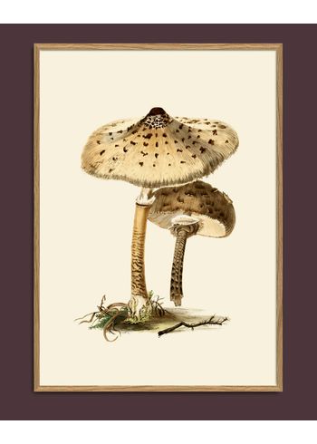 The Dybdahl Co - Poster - Fungi #2100 - Fungi