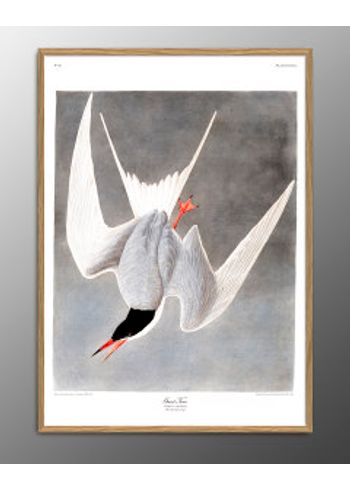 The Dybdahl Co - Póster - Great tern #6503 - Great tern