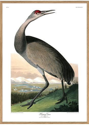 The Dybdahl Co - Poster - Hopping Crane #6519 - Crane