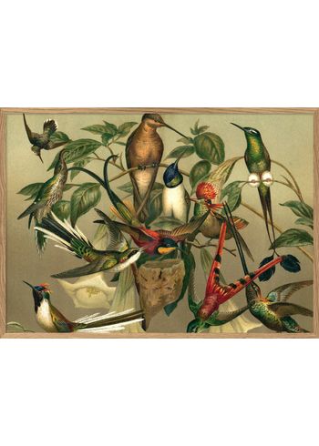 The Dybdahl Co - Plakát - Hummingbirds. Horizontal #2905H - Hummingbirds