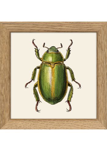 The Dybdahl Co - Póster - Insects. Print #MS012 without frame - Insects. Print #MS012