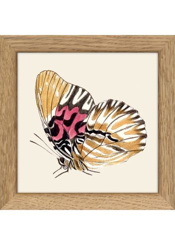 The Dybdahl Co - Póster - Insects. Print #MS013 whitout frame - Insects. Print #MS013