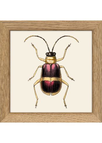 The Dybdahl Co - Póster - Insects. Print #MS015 no frame - Insects. Print #MS015