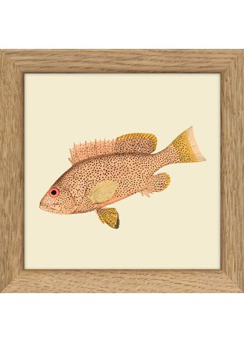 The Dybdahl Co - Poster - Fisches - without frames - Fishes. Print #MS021