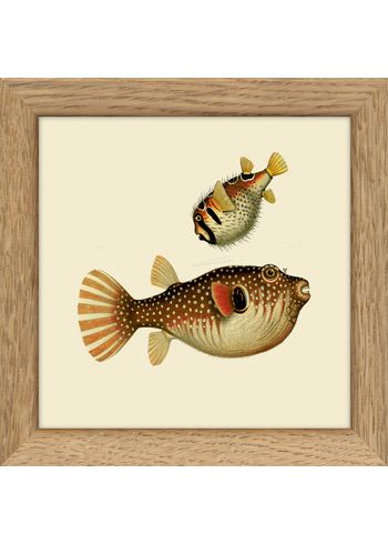 The Dybdahl Co - Cartaz - Fisches - without frames - Fishes. Print #MS023