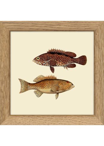 The Dybdahl Co - Cartaz - Fisches - without frames - Fishes. Print #MS018