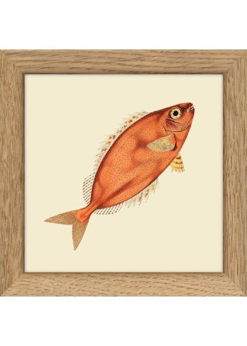 The Dybdahl Co - Cartaz - Fisches - without frames - Fishes. Print #MS020