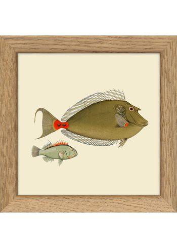 The Dybdahl Co - Cartaz - Fisches - Fishes. Print #MS024