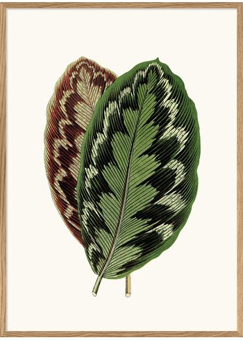 The Dybdahl Co - Poster - Leaves #6202 - Exotic Nature