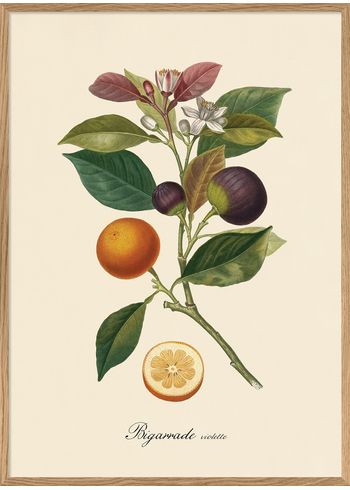 The Dybdahl Co - Poster - Bitter Orange #3617 - Purple Orange