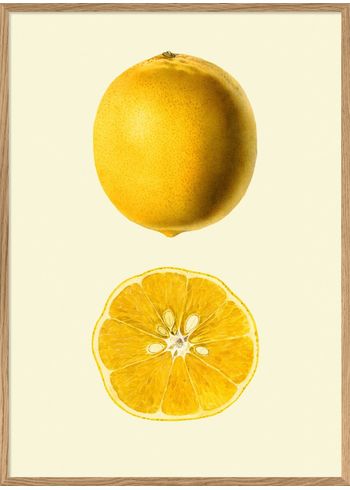 The Dybdahl Co - Plakat - Lemon open & closed #5818 - Lemon