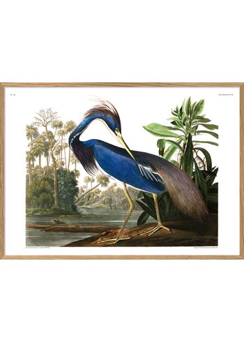 The Dybdahl Co - Juliste - Louisiana Heron. Print #6502 - Heron
