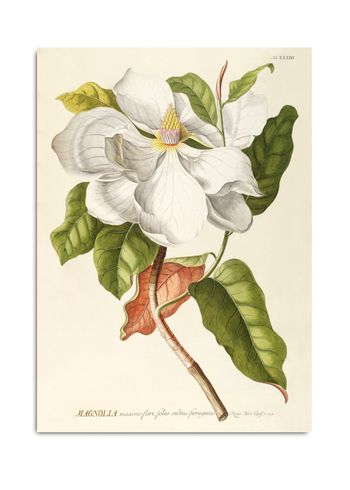 The Dybdahl Co - Plakat - Magnolia #3713 - Magnolia