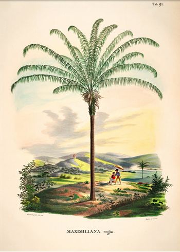 The Dybdahl Co - Juliste - Maximiliana Regia #3543 - Botanical Palmarum