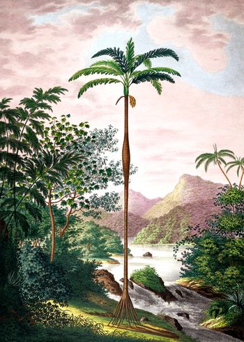 The Dybdahl Co - Poster - Meteorology #5903 - Jungle Scenery with slim Palm Tree