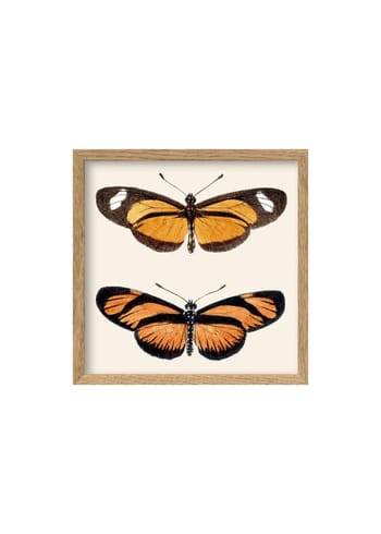 The Dybdahl Co - Cartaz - Orange butterflies Poster - Orange Butterflies / Oak