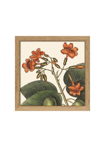 The Dybdahl Co - Cartaz - Orange Flower Poster - Orange Flower With Beige / Oak