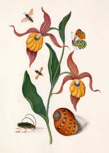 The Dybdahl Co - Poster - ORANGE LILLIES, INSECTS & A SHELL - ORANGE LILLIES, INSECTS & A SHELL