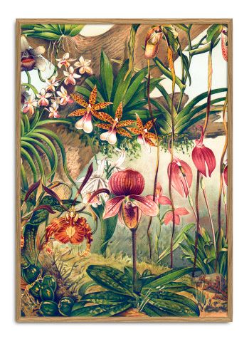 The Dybdahl Co - Plakát - #2923 Orchids - Paper