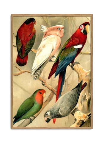 The Dybdahl Co - Poster - Parrots 2900L - Parrots 2900L