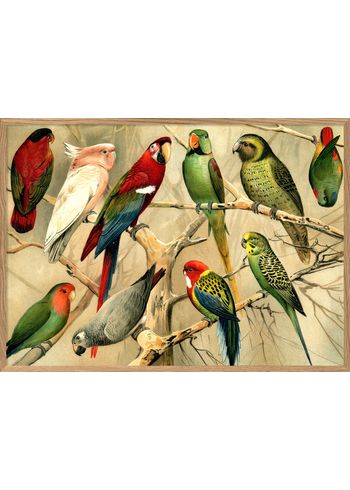The Dybdahl Co - Poster - Parrots. Horizontal #2900H - Parrots