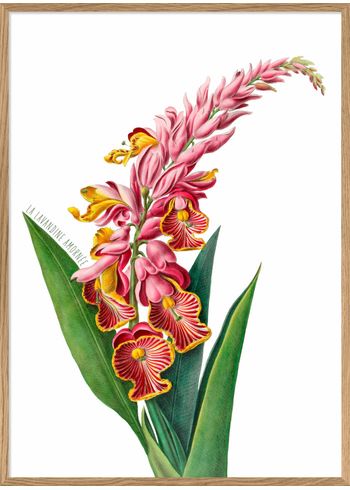 The Dybdahl Co - Poster - Pink Alpinia Flower #4705 - Pink Alpinia Flower