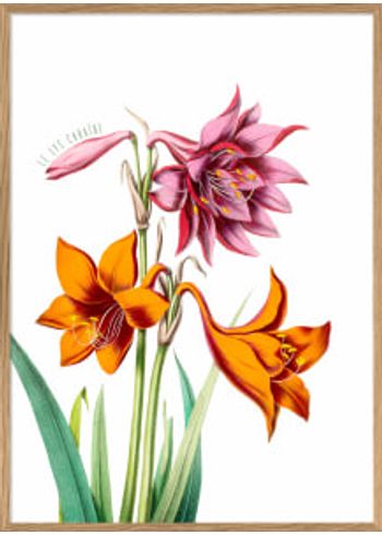 The Dybdahl Co - Poster - Pink and Orange Lilies #4700 - Pink and Orange Lilies