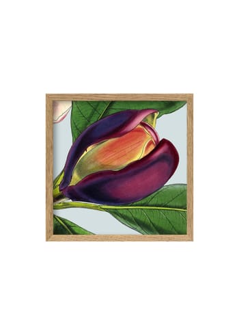 The Dybdahl Co - Juliste - Purple Flower Poster - Dark Purple Flower / Oak