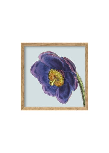 The Dybdahl Co - Cartaz - Purple Flower Poster - Light Purple Flower / Oak