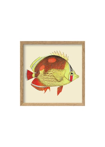 The Dybdahl Co - Cartaz - Red and Yellow Fish Poster - Red and Yellow Fish / Oak