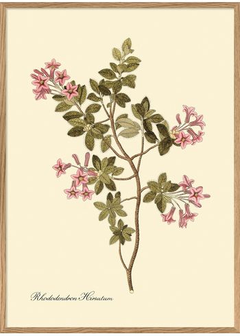 The Dybdahl Co - Juliste - Rhododendron Hirsutum #3122 - Rhododendron Hirsutum