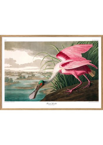 The Dybdahl Co - Póster - Roseate Spoonbill. Print #6506 - Spoonbill