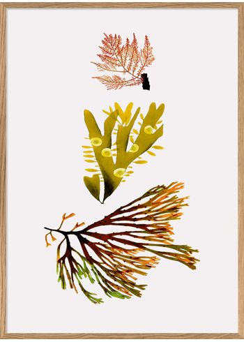 The Dybdahl Co - Poster - Seaweed 2 #2201 - Seaweed 2