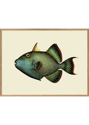 The Dybdahl Co - Póster - Small Fish Goes Bigger #4008 - Trigger Fish