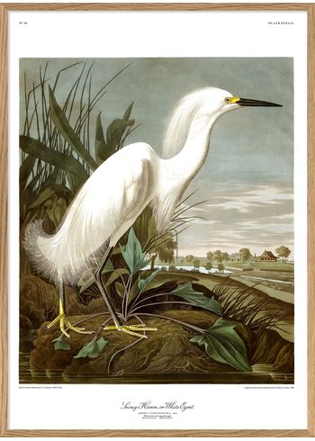 The Dybdahl Co - Poster - Snowy Heron #6522 - A Keen Fisherman