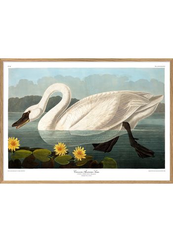 The Dybdahl Co - Póster - Common American Swan #6510 - Swan Lake