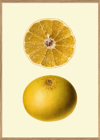 The Dybdahl Co - Poster - Grapefruit open & closed #5812 - Grapefruit
