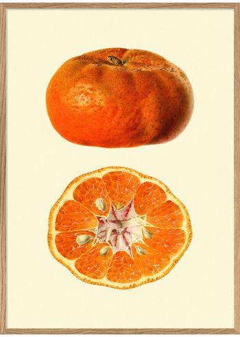 The Dybdahl Co - Poster - Mandarine open & closed #5809 - Mandarin