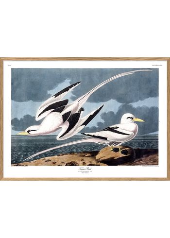 The Dybdahl Co - Plakat - Tropic Bird #6529 - Bird