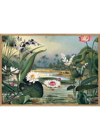 The Dybdahl Co - Poster - Water Plants. Horizontal #2924H - Plants