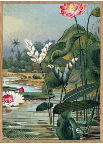 The Dybdahl Co - Poster - Water Plants right side #2924R - Right side