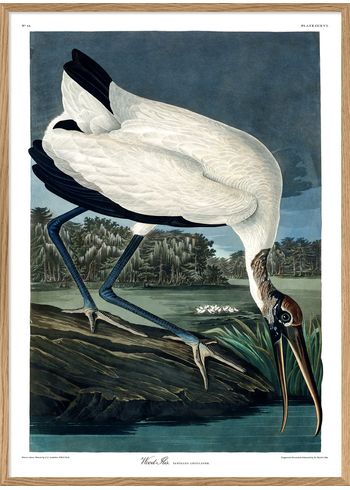 The Dybdahl Co - Poster - Wood Ibis #6516 - Wood Ibis
