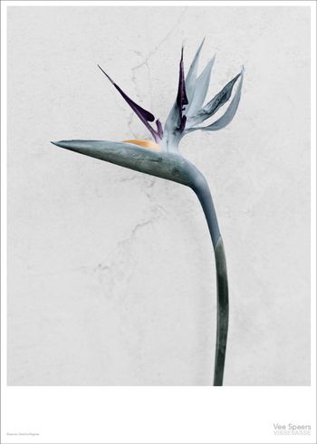 ViSSEVASSE - Cartaz - Vee Speers - Botanic Series - Strelitzia Reginae
