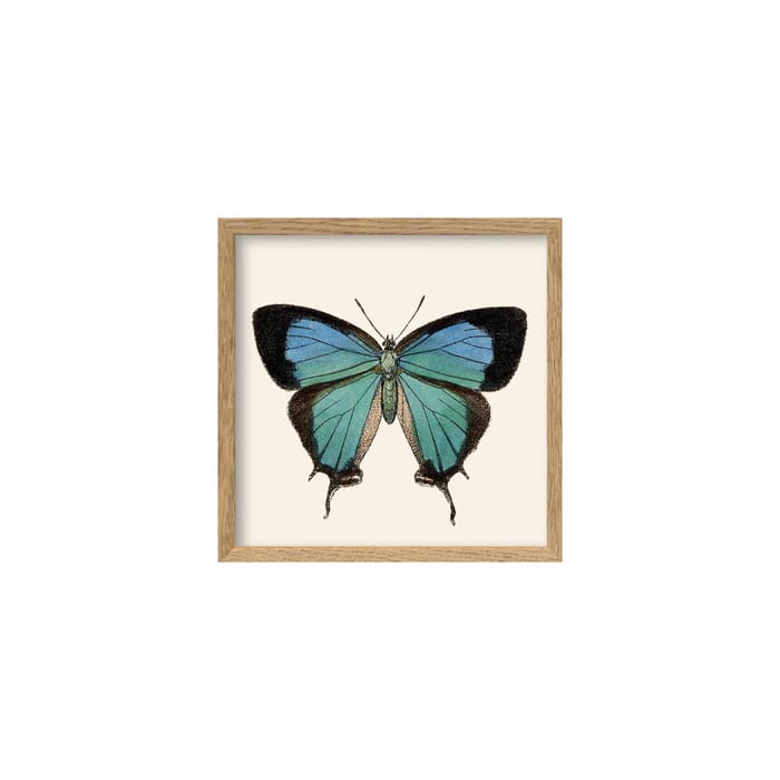 Blue Butterfly Poster - Poster - The Dybdahl Co