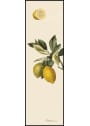 The Dybdahl Co - Cartaz - Citrus slim - Lemon